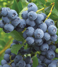 2 x Blueberry Bush 'Duke'