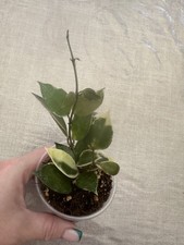 Hoya Lacunosa Asami Clone 2