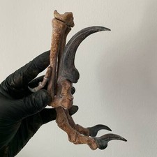 Velociraptor Replica Paw Claw