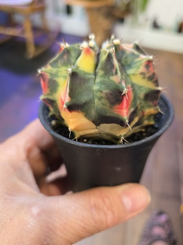 The variegated moon - , koi