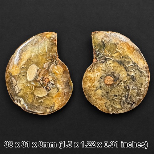 Cut polished ammonite fossil - &,
