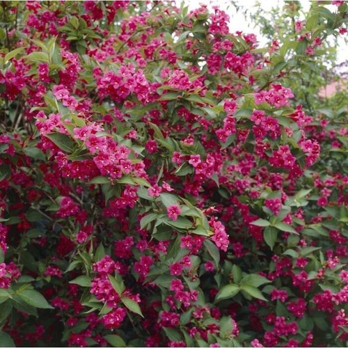 Weigela britsol ruby mass - -,