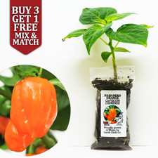 Habanero Orange Chilli Pepper