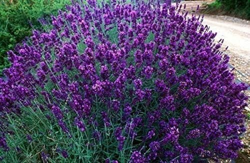 Lavender hidcote aromatic - ,
