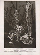 1911 NATURAL HISTORY DOUBLE SIDED PRINT ~ GLASS-SPONGES / RADIOLARIANS