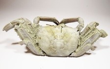 134.9 mm MALE FOSSIL CRAB, 2
