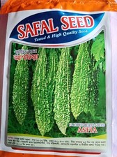 8 FRESH Hybrid  BITTER GOURD