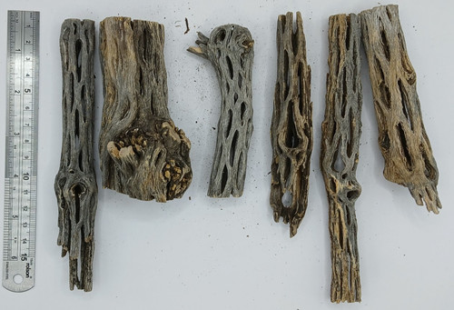 Cholla cactus wood - x,