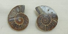 Ammonite Jurassic / Madagascan