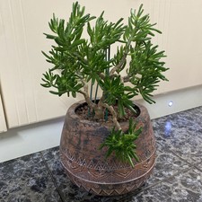 Crassula Hobbit succulent house plant with lovely pot 55cm height from ground up