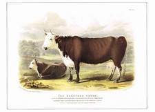 Hereford Breed Cattle Vintage Animal Print W Nicholson Old Picture 1991 CNHPM#53