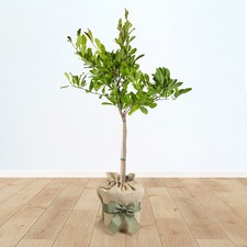 Magnolia Stellata 'Star