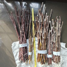 Apple scion for grafting