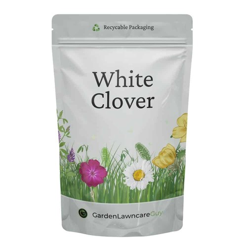 White clover seed - clover, (trifolium