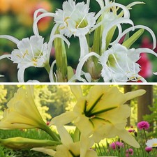 Ismene summer flowering bulbs - ismene,