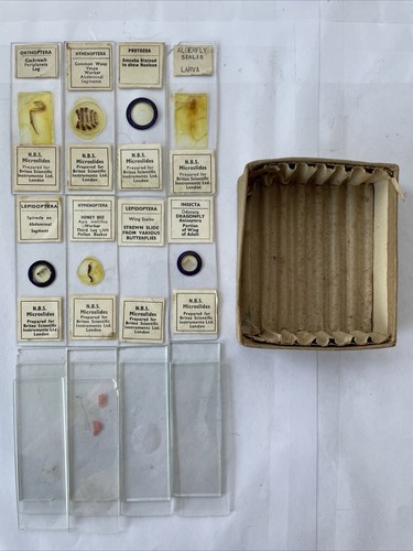 Rare antique microscope slides - microscope,