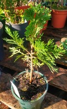 Calocedrus decurrens, incense