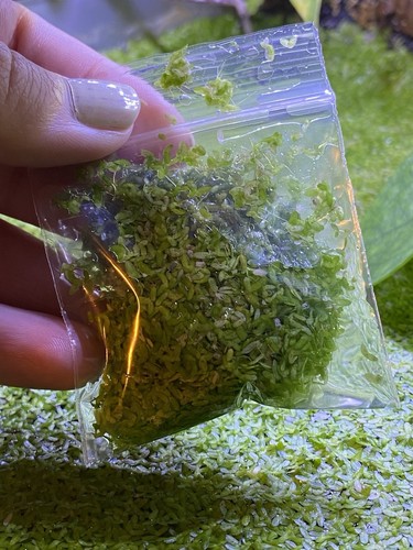 Scoop duckweed - scoop, of
