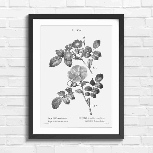 Vintage pink rose botanical - vintage,