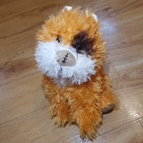 Ginger cat with brown eye - with,
