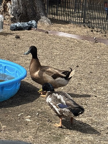 Hatching duck egg