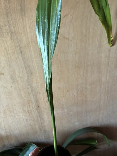 Aspidistra taiwan stars - , 'taiwan