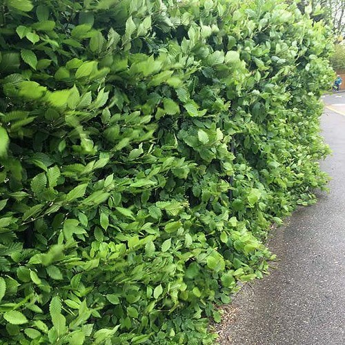 Suttons hornbeam carpinus - hornbeam,