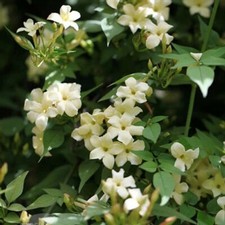 TWO x LARGE 9ft-10ft inc. pot cream flowered Jasmine Clotted Cream 10litre