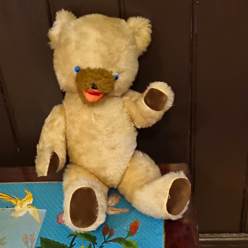 Pedigree teddy bear - pedigree, 1950s/60s