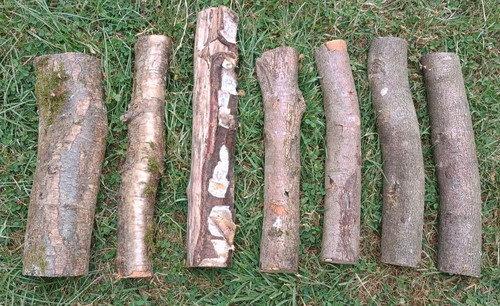 Silver birch and - , solid
