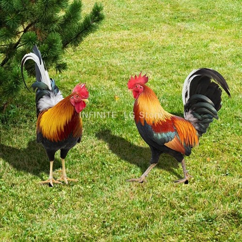 Rooster chicken statue outdoor - chicken,