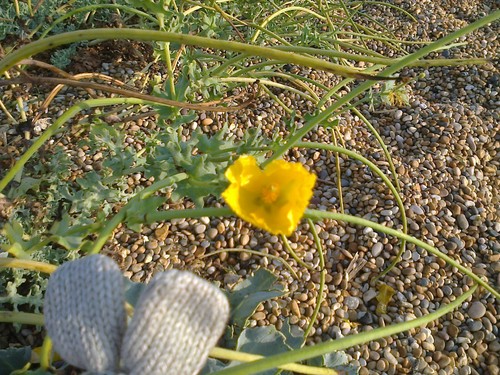 One yellow horned - , plant