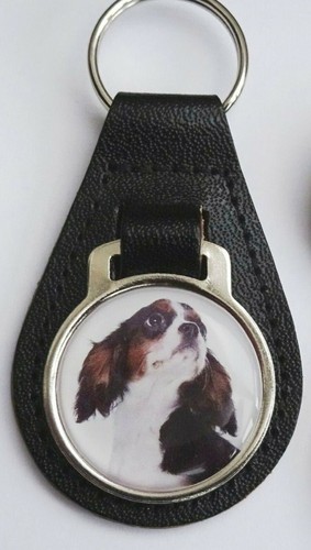 Cavalier king charles - cavalier, spaniel