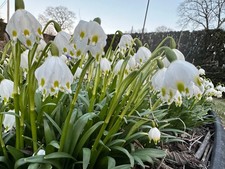 Leucojum vernum. Very rare