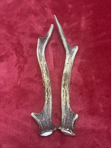 Pair sika deer - of, antlers