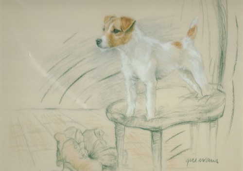 Jack russell terrier - jack, print