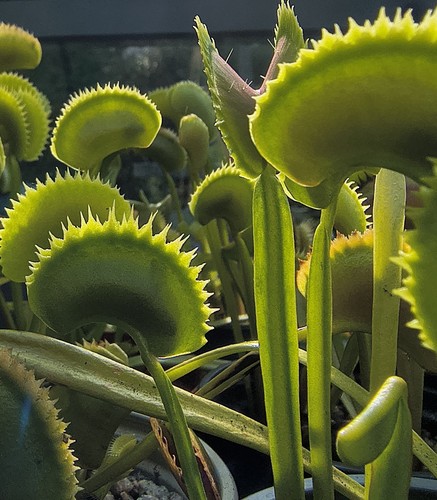 Venus flytrap dionaea - flytrap, (dionaea