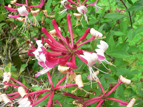 Lonicera periclymenum - lonicera,