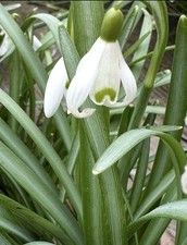 Snowdrops - Bunch Of 25 Bulbs