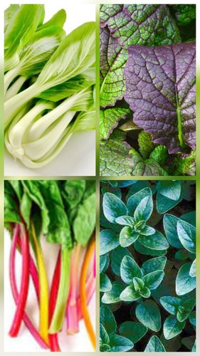Plug plant mixed edible - 24,