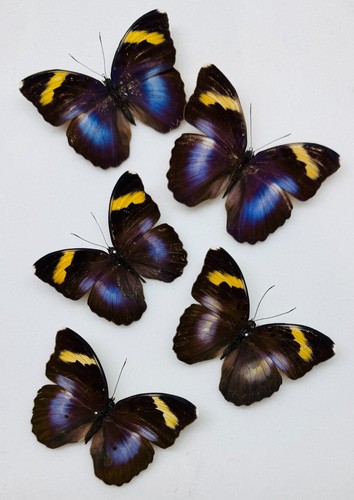 Real butterfly euphaedra - real,