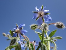 Borage - 2x Plug Plants -