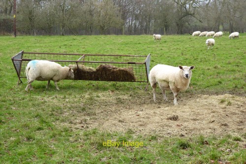 Photo 6x4 sheep feeding a - photo,