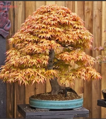 Acer palmatum katsura japanese - katsura,