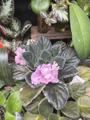 One leaf cutting saintpaulia - leaf,