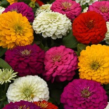 Zinnia Zesty Mix Vibrant