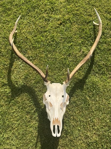 Real red deer skull with - real,