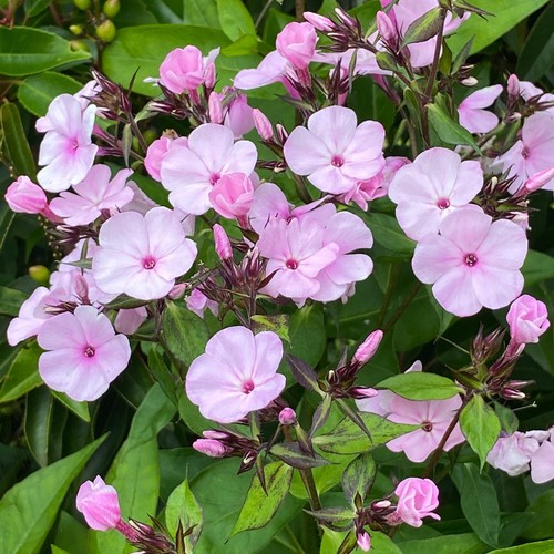 Phlox paniculata famous - paniculata, 'famous