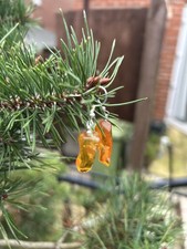 Earrings, 100% natural Amber