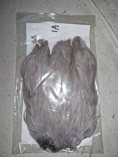 Hen cape fly - hen, cape,fly
